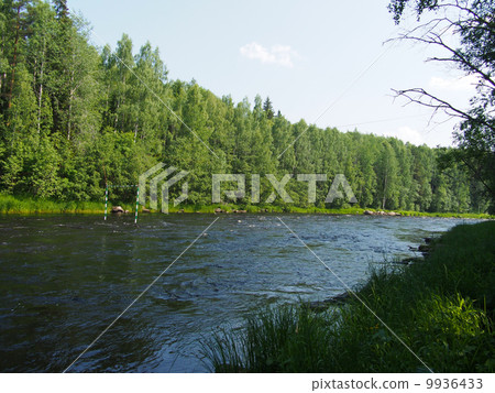 forest 9936433
