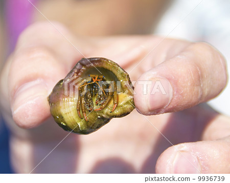 cancer hermit in a man's hand cancer hermit in a man's hand 9936739