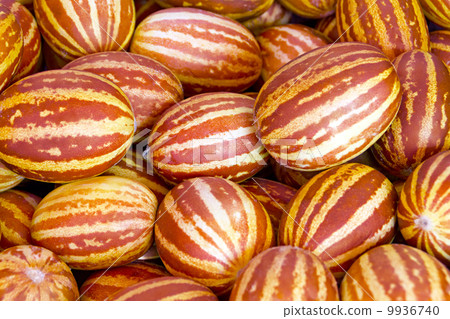 small decorative melon small decorative melon 9936740
