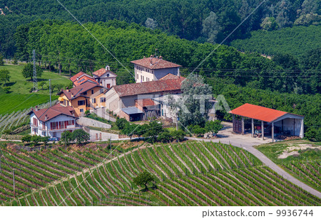 Rural houses among green vineyards and trees. 9936744