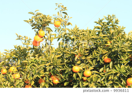 Fruit of Yuzu 9936811