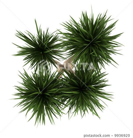 top view of yucca palm tree isolated on white background top view of yucca palm tree isolated on white background 9936920