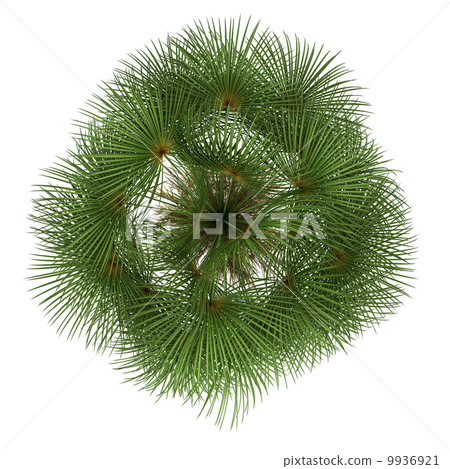 top view of mexican fan palm tree isolated on white background 9936921