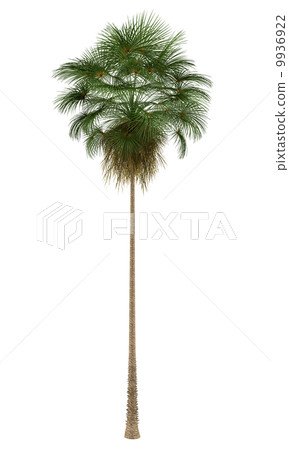 Mexican Fan palm tree isolated on white background 9936922