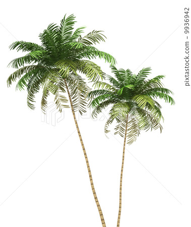 two Areca palm trees isolated on white background 9936942