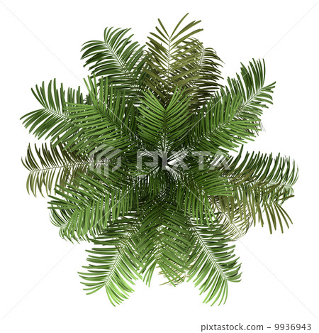 top view of areca palm tree isolated on white background top view of areca palm tree isolated on white background 9936943