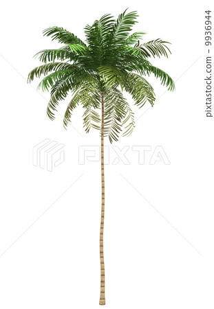 Areca palm tree isolated on white background with clipping path Areca palm tree isolated on white background with clipping path 9936944