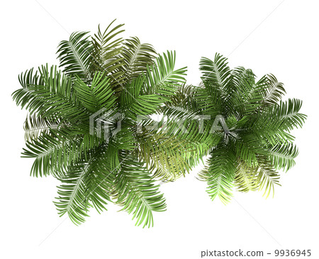 top view of two areca palm trees isolated on white background top view of two areca palm trees isolated on white background 9936945