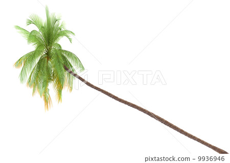 Palm tree isolated on white background with clipping path Palm tree isolated on white background with clipping path 9936946