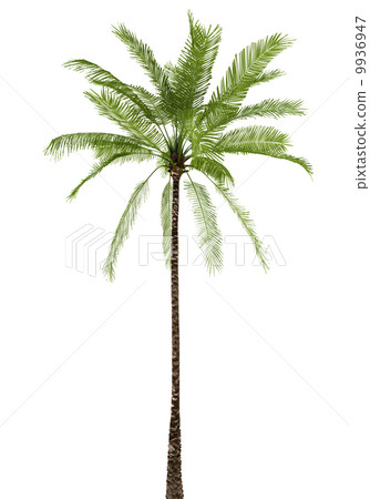 Palm tree isolated on white background with clipping path Palm tree isolated on white background with clipping path 9936947