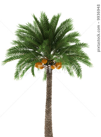 Palm tree isolated on white background with clipping path Palm tree isolated on white background with clipping path 9936948