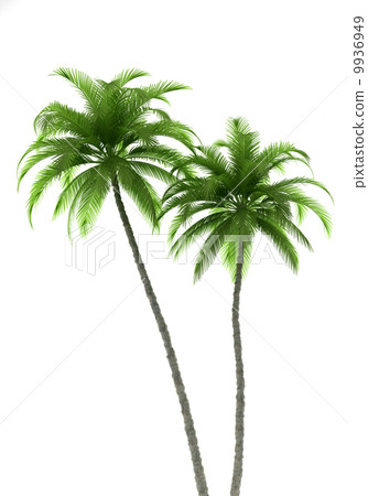 two palm trees isolated on white background two palm trees isolated on white background 9936949