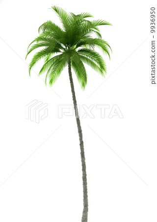 Palm tree isolated on white background Palm tree isolated on white background 9936950