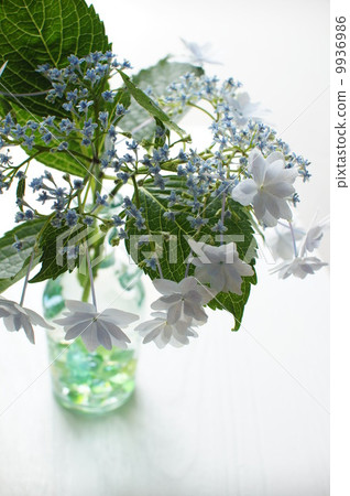 繡球 繡球 9936986