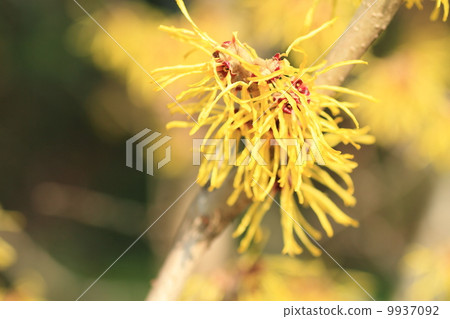 金縷梅花 9937092