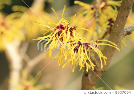 金縷梅花 9937094