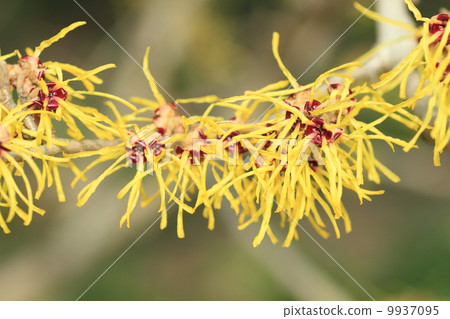 金縷梅花 9937095