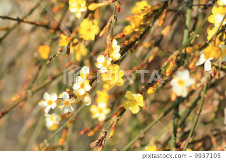 青梅開花 青梅開花 9937105
