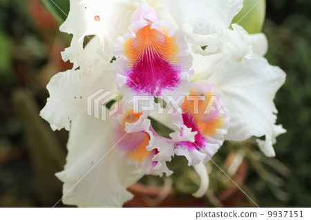 Cattleya flowers 9937151