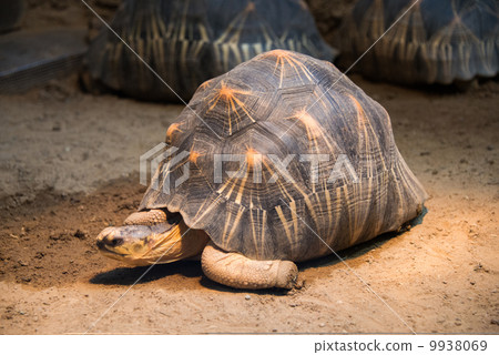 Turtle walking slowly across the field Turtle walking slowly across the field 9938069