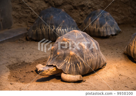 Turtle walking slowly across the field 9938100