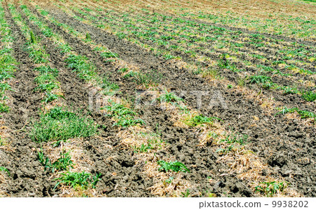 Tomato field on bright summer day Tomato field on bright summer day 9938202