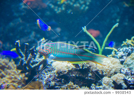 Tropical fish under the water Tropical fish under the water 9938543