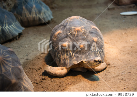 Turtle walking slowly across the field Turtle walking slowly across the field 9938729