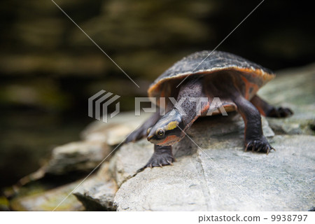 Turtle walking slowly across the field Turtle walking slowly across the field 9938797