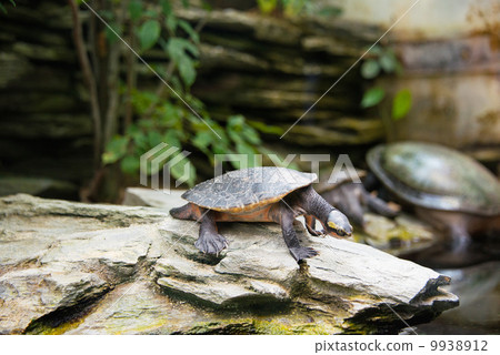 Turtle walking slowly across the field 9938912
