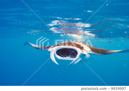 Manta ray floating underwater 9939997