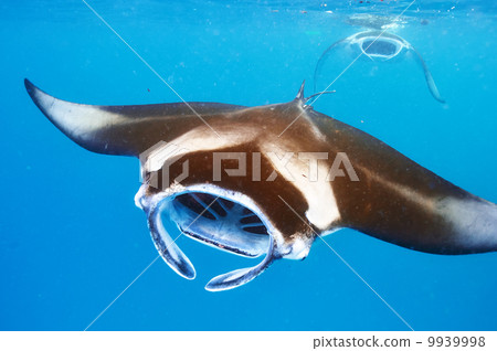 Manta ray floating underwater 9939998