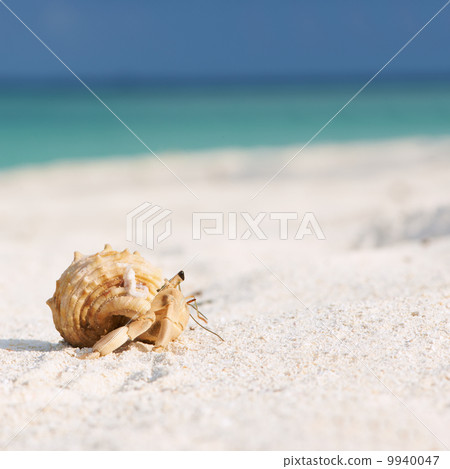 Hermit crab at beach Hermit crab at beach 9940047