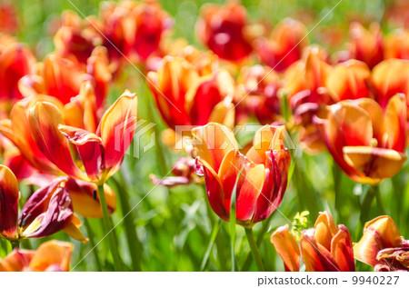 Tulip field on bright summer day 9940227