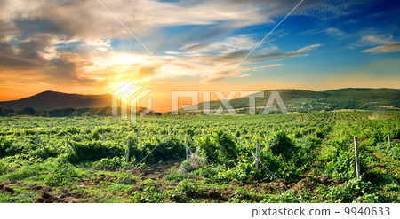 Crimean vineyard Crimean vineyard 9940633