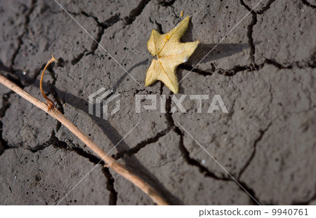 Dry leaf on arid land Dry leaf on arid land 9940761