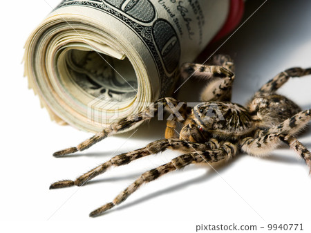 Spider ready for attack near dollars roll isolated on white 9940771