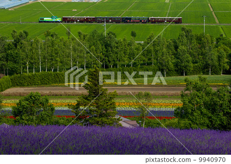 A view from a lavender field Miura Furano Norocco 9940970