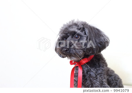 寵物狗·黑色玩具貴賓犬 9941079
