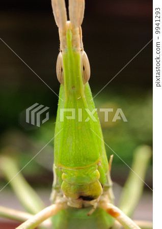 蚱蜢面朝上 蚱蜢面朝上 9941293