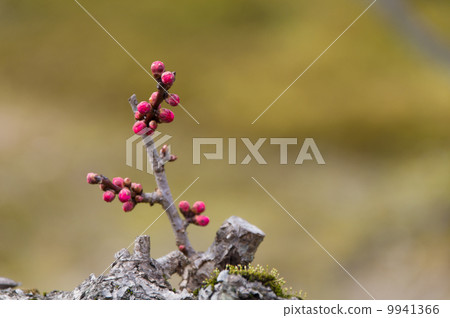 Bud of the scallop Bud of the scallop 9941366