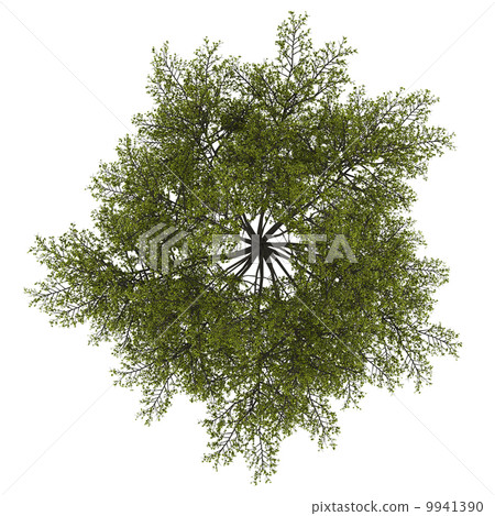 top view of tulip tree isolated on white background 9941390