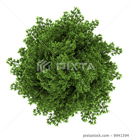 top view of silver maple tree isolated on white background top view of silver maple tree isolated on white background 9941394