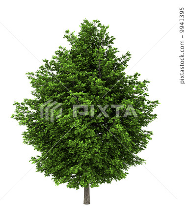 silver maple tree isolated on white background 9941395