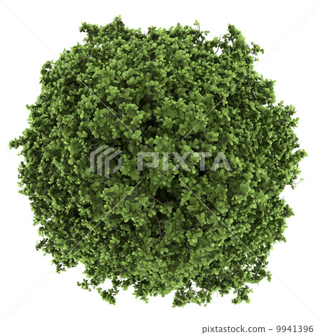 top view of horse chestnut tree isolated on white background top view of horse chestnut tree isolated on white background 9941396