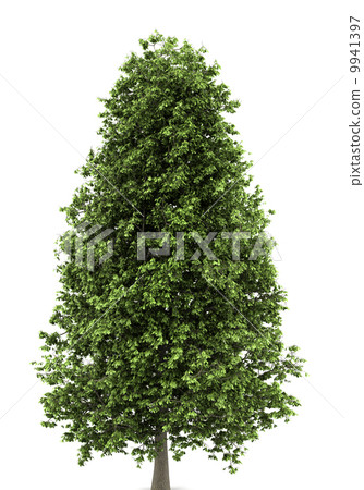 horse chestnut tree isolated on white background horse chestnut tree isolated on white background 9941397