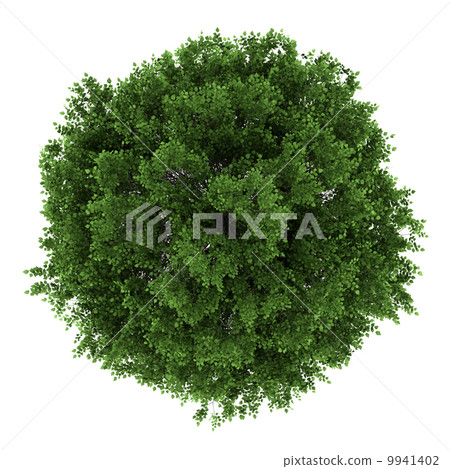 top view of small-leaved lime tree isolated on white background 9941402
