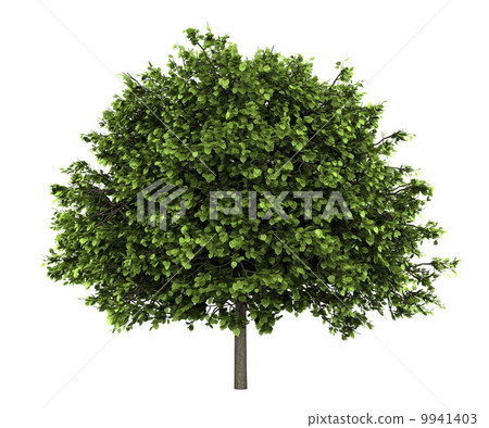small-leaved lime tree isolated on white background 9941403