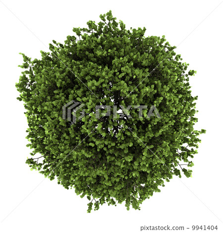 top view of small-leaved lime tree isolated on white background 9941404