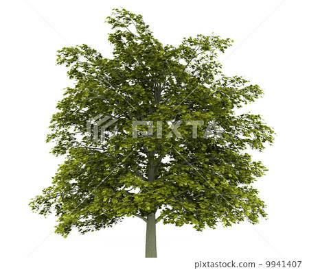 norway maple tree isolated on white background norway maple tree isolated on white background 9941407
